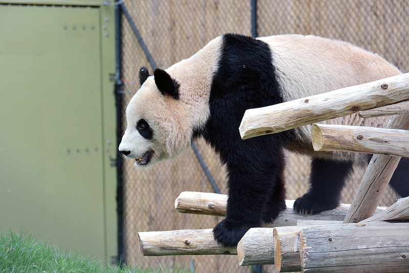 Illustration for article titled Pandas. I Just Want Pandas.